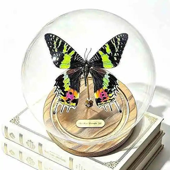 Rare Dancer Butterfly Specimen Glass Dome Display with Wood Base Unique Collectible Nature Decor Butterfly Aura