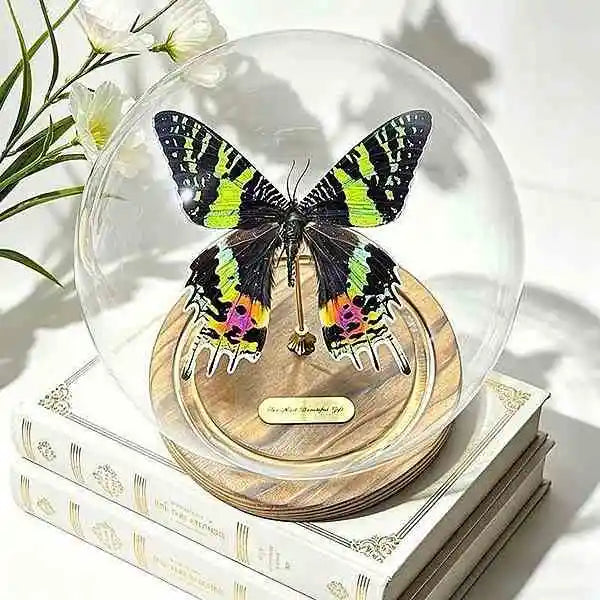 Rare Dancer Butterfly Specimen Glass Dome Display with Wood Base Unique Collectible Nature Decor Butterfly Aura