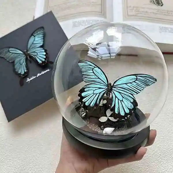 Rare Sky Blue Real Butterfly Glass Dome Display with Seashell Decor and Custom Wood Base Specimen Collectible Butterfly Aura