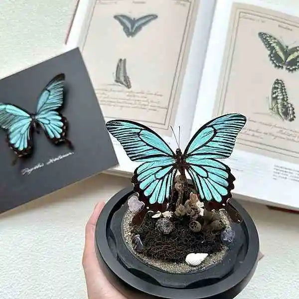 Rare Sky Blue Real Butterfly Glass Dome Display with Seashell Decor and Custom Wood Base Specimen Collectible Butterfly Aura