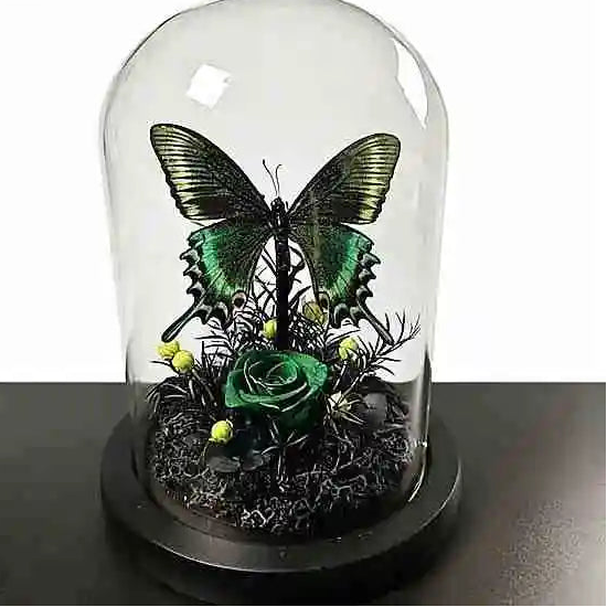 Real Black Butterfly Glass Dome with Preserved Flowers Dark Academia Home Decor Collector Gift from Butterfly Aura