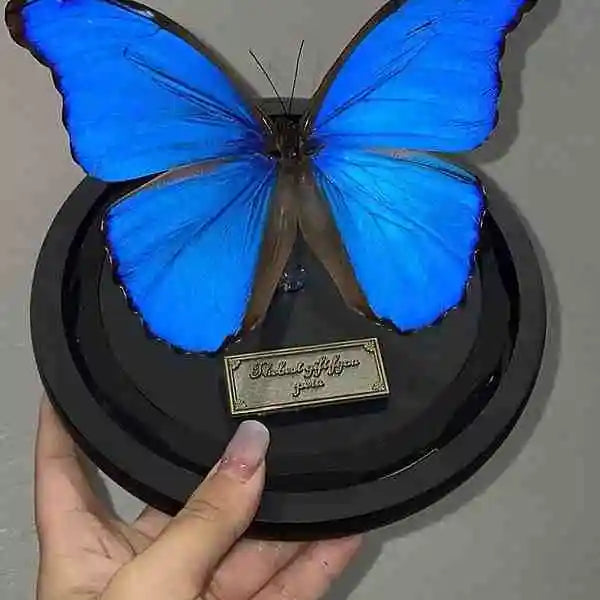 Real Blue Morpho Butterfly Glass Dome Ethically Sourced Victorian Home Decor from Butterfly Aura