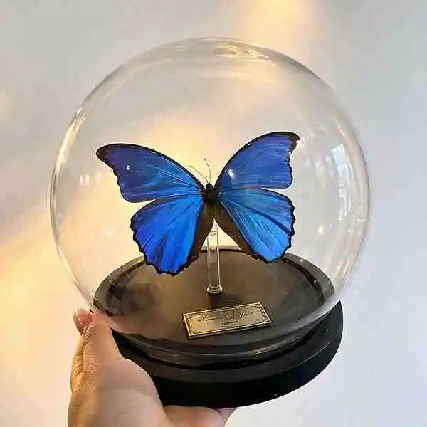 Real Blue Morpho Butterfly Glass Dome Ethically Sourced Victorian Home Decor from Butterfly Aura