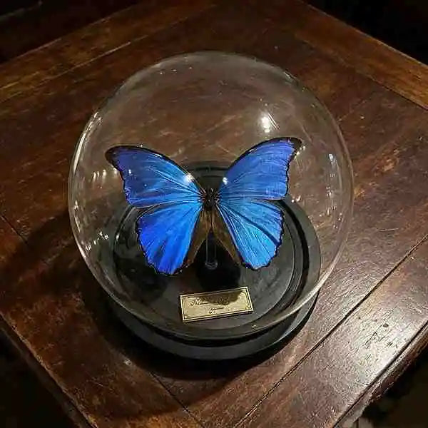 Real Blue Morpho Butterfly Glass Dome Ethically Sourced Victorian Home Decor from Butterfly Aura
