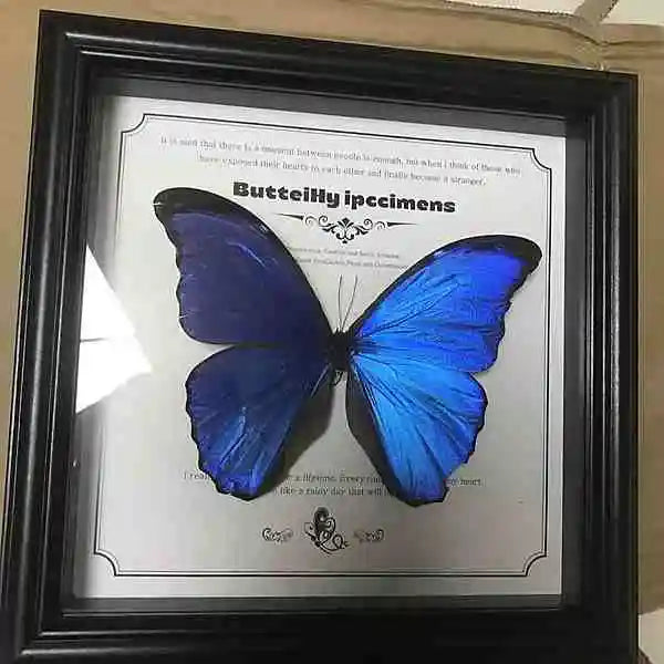 Real Blue Morpho Butterfly Specimen in Solid Wood Frame Customizable Museum Quality Wall Art for Home Office from Butterfly Aura