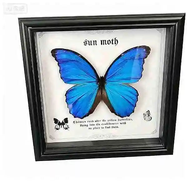Real Blue Morpho Butterfly Specimen in Solid Wood Frame Customizable Museum Quality Wall Art for Home Office from Butterfly Aura
